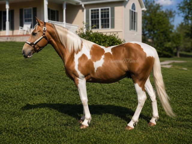 LEMON DROP - BEAUTIFUL PALOMINO SPOTTED MISSOURI FOX TROTTER