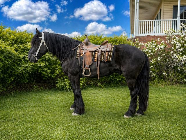 MAGNUS - GORGEOUS BLACK DRAFT CROSS TRAIL & DRIVING GELDING