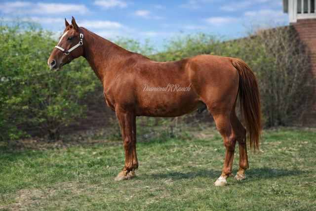CHISHOLM - CHESTNUT MISSOURI FOX TROTTER GELDING