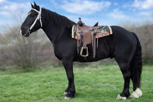 VALOR - STUNNING BLACK DRAFT CROSS GELDING