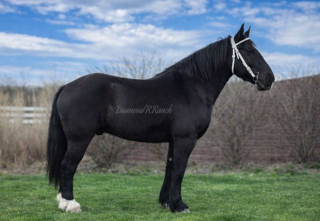 VALOR - STUNNING BLACK DRAFT CROSS GELDING