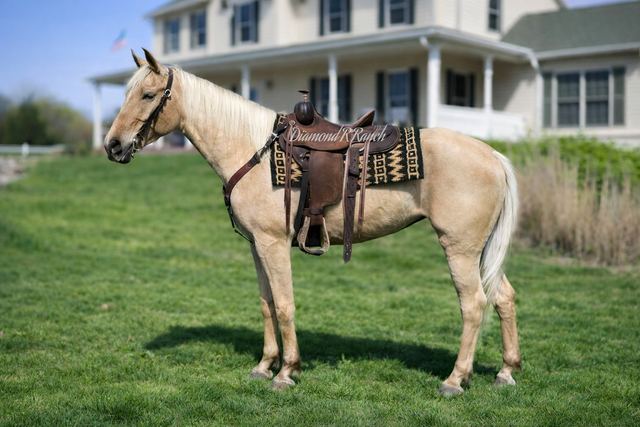 HOPE - PALOMINO 4 YEAR OLD REGISTERED MISSOURI FOX TROTTER