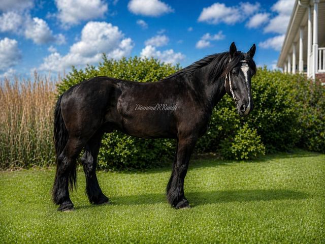 MAGNUS - GORGEOUS BLACK DRAFT CROSS TRAIL & DRIVING GELDING