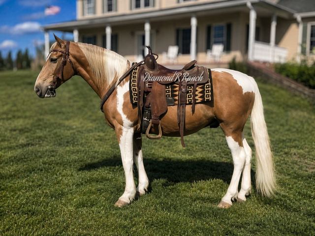 LEMON DROP - BEAUTIFUL PALOMINO SPOTTED MISSOURI FOX TROTTER