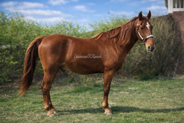 CHISHOLM - CHESTNUT MISSOURI FOX TROTTER GELDING