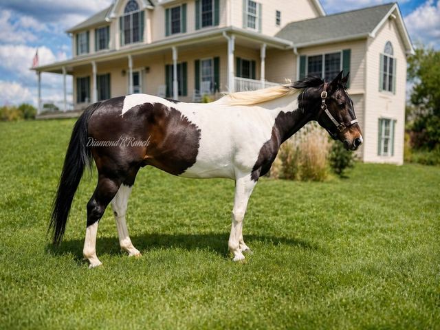 Dakota - Tri-Color Paint Quarter Gelding