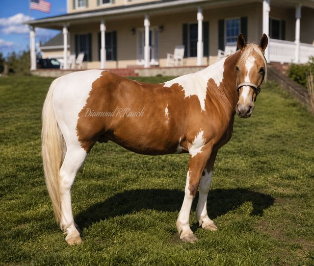 LEMON DROP - BEAUTIFUL PALOMINO SPOTTED MISSOURI FOX TROTTER