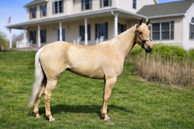 HOPE - PALOMINO 4 YEAR OLD REGISTERED MISSOURI FOX TROTTER