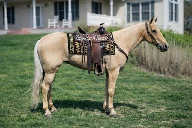 HOPE - PALOMINO 4 YEAR OLD REGISTERED MISSOURI FOX TROTTER