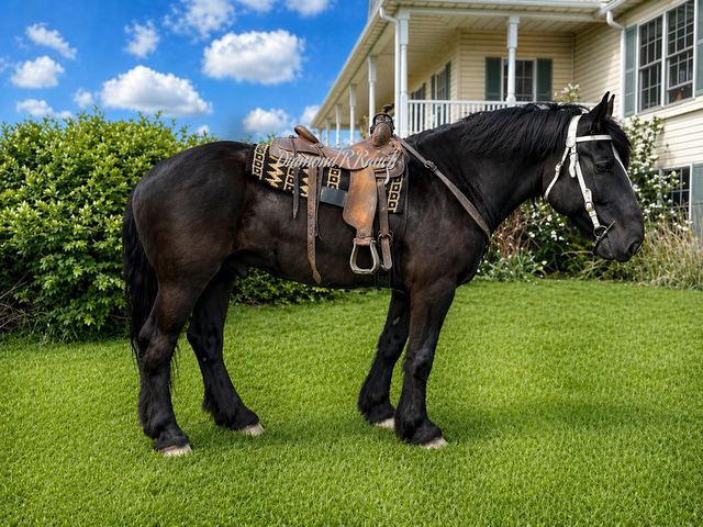 MAGNUS - GORGEOUS BLACK DRAFT CROSS TRAIL & DRIVING GELDING