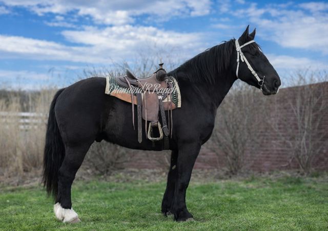 VALOR - STUNNING BLACK DRAFT CROSS GELDING
