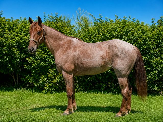 LUCY - GORGEOUS RED ROAN TENNESSEE WALKER MARE