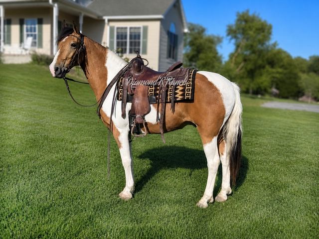 TANNER - BEAUTIFUL BUCKSKIN SPOTTED MISSOURI FOX TROTTER GELDING
