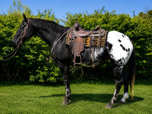 SNOWCAP - BEAUTIFUL BLACK APPALOOSA GELDING WITH BLANKET