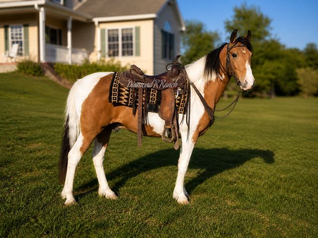 TANNER - BEAUTIFUL BUCKSKIN SPOTTED MISSOURI FOX TROTTER GELDING