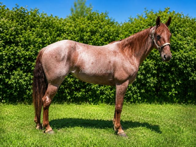 LUCY - GORGEOUS RED ROAN TENNESSEE WALKER MARE