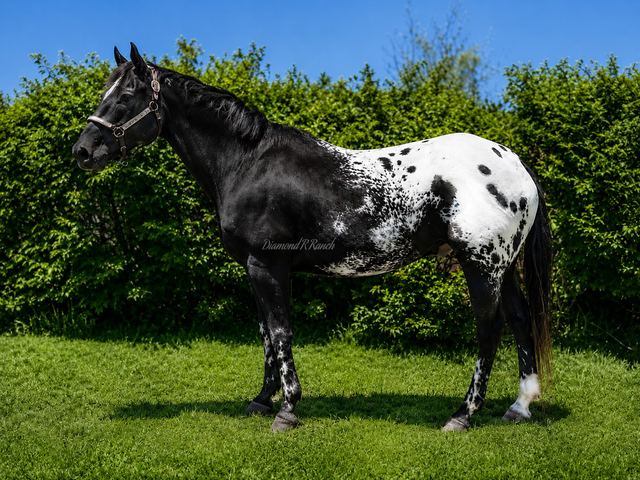 SNOWCAP - BEAUTIFUL BLACK APPALOOSA GELDING WITH BLANKET