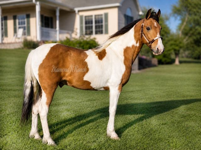 TANNER - BEAUTIFUL BUCKSKIN SPOTTED MISSOURI FOX TROTTER GELDING