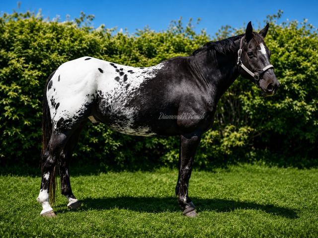 SNOWCAP - BEAUTIFUL BLACK APPALOOSA GELDING WITH BLANKET