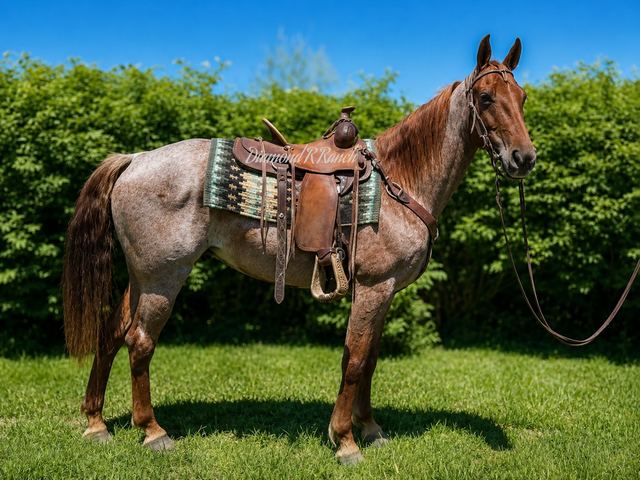 LUCY - GORGEOUS RED ROAN TENNESSEE WALKER MARE