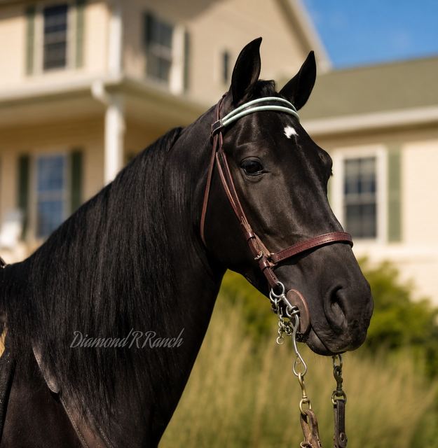 CHARLIE - BLACK 4 YEAR OLD REGISTERED TENNESSEE WALKER GELDING