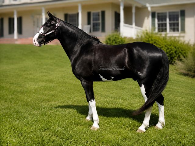 FLEETWOOD - 8 YEAR OLD BLACK TENNESSEE WALKER GELDING