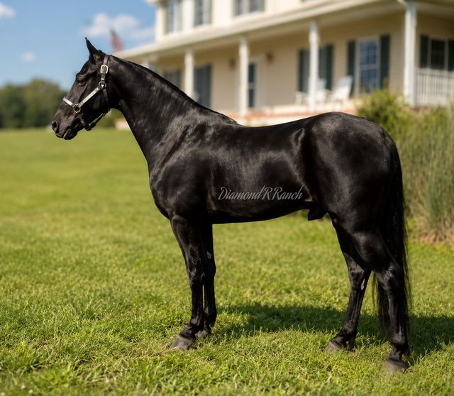 CHARLIE - BLACK 4 YEAR OLD REGISTERED TENNESSEE WALKER GELDING