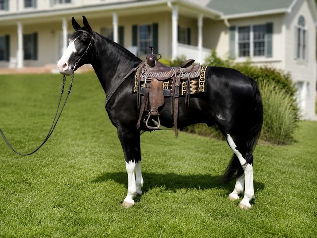 FLEETWOOD - 8 YEAR OLD BLACK TENNESSEE WALKER GELDING