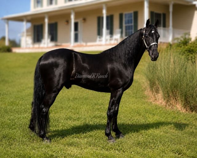CHARLIE - BLACK 4 YEAR OLD REGISTERED TENNESSEE WALKER GELDING