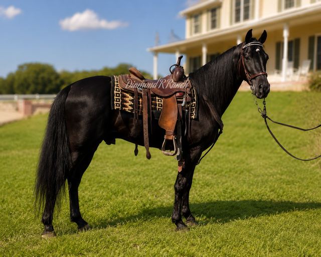 CHARLIE - BLACK 4 YEAR OLD REGISTERED TENNESSEE WALKER GELDING