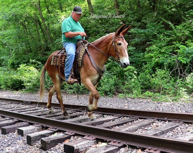 BANJO - GENTLE & SAFE SORREL GAITED TRAIL MULE