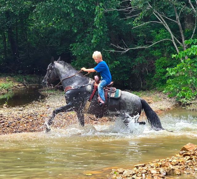 BLUE BELL - BLUE ROAN MISSOURI FOX TROTTER MARE