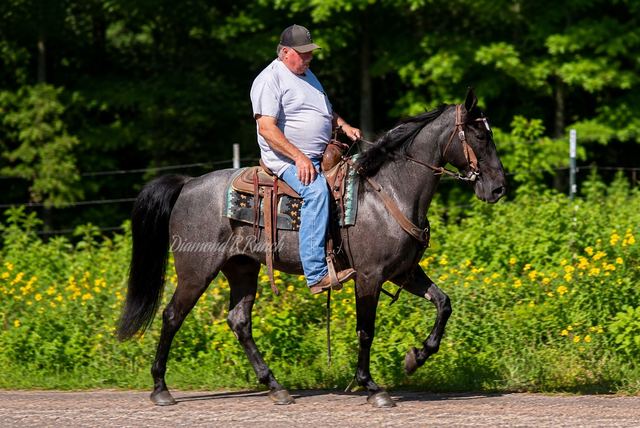BLUE BELL - BLUE ROAN MISSOURI FOX TROTTER MARE