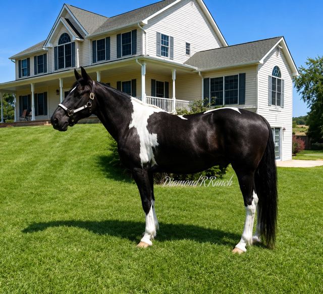 "TUX" - BLACK AND WHITE PAINT DRAFT CROSS GELDING