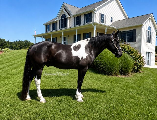 "TUX" - BLACK AND WHITE PAINT DRAFT CROSS GELDING
