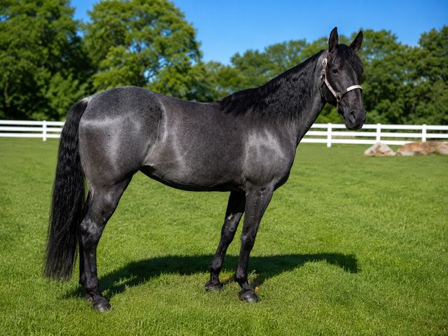 BLUE BELL - BLUE ROAN MISSOURI FOX TROTTER MARE