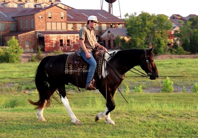 "TUX" - BLACK AND WHITE PAINT DRAFT CROSS GELDING