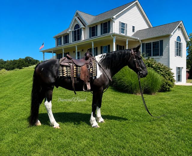 "TUX" - BLACK AND WHITE PAINT DRAFT CROSS GELDING
