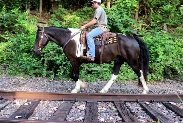 "TUX" - BLACK AND WHITE PAINT DRAFT CROSS GELDING