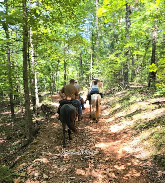 BLUE BELL - BLUE ROAN MISSOURI FOX TROTTER MARE