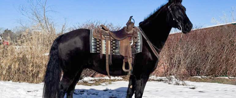 Diamond R Horse Ranch