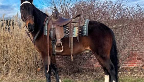 Scooby Diamond R Horse Ranch